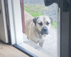 Stray Mastiff Steps Inside House For First Time, Then He Discovers The Bed
