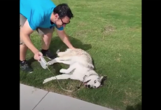 Husky Refuses To Leave The Park, So Dad Has To Pull Out All The Stops