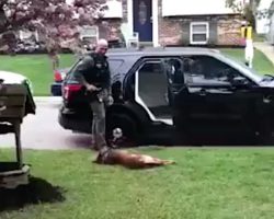 Adorable K9 Officer Refuses To Go To Work Until He Gets A Belly Rub