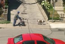 Off-Leash Dog Patiently Waits For His Elderly Owner During Walk