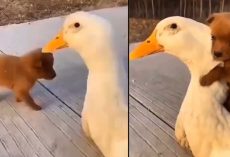 Puppy Meets A Duck For The First Time And Takes To It For An Adorable Hug