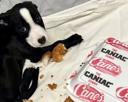 Animal rescue discovers their sick puppy will only eat one thing: chicken fingers