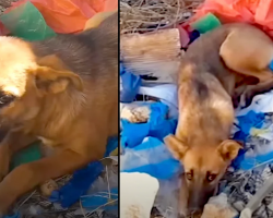 Dog Rescued From a Garbage Dump Finds the Perfect Best Friend