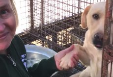 Sandie Is Very Trusting As The Humane Society Raids Dog Meat Farm
