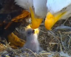 Weeks after tragically losing their egg, bald eagles successfully hatch eaglet