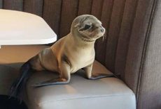 Starving Sea Lion Pup Sneaks Into Upscale Seafood Restaurant