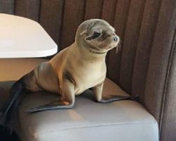 Starving Sea Lion Pup Sneaks Into Upscale Seafood Restaurant