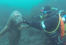 Divers Go To Film a Group of Seal Pups And End Up Giving Them Belly Rubs
