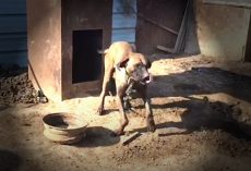 Tobi Danced On The End Of His Short Chain As They Arrived To Save 195 Dogs