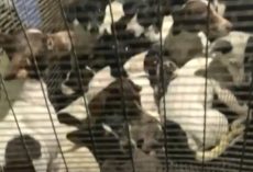 26 Dogs Found Crammed And Locked In A Crate Abandoned On Gravel Road