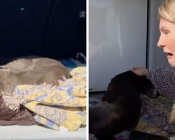 Dog Reunited With Her Owner After 12 Years Apart