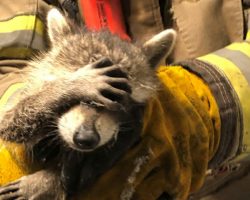 Raccoon gives ’embarrassed’ look after firefighters rescue him from home