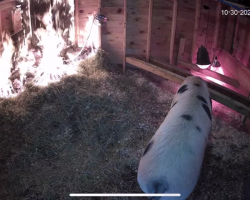 Woman saves pig’s life after seeing sty catch fire on YouTube livestream
