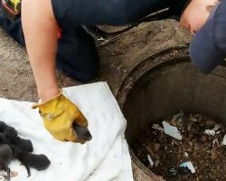 Firemen save 8 Labrador pups from drain: Then they realize they’re not dogs at all