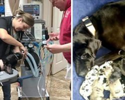 Great Dane dog gives birth to 19 fur babies