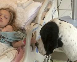 Giant dog George given “Dog’s Best Day” after helping girl walk again