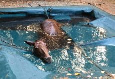 Horse runs from wildfire and gets stuck in pool, look what she does to thank her rescuer