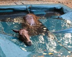 Horse runs from wildfire and gets stuck in pool, look what she does to thank her rescuer