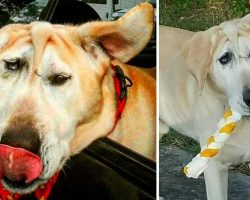 Dog with malformed face dumped by family: Then angel arrives and makes everything right