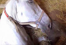 Desperate farmer whispers “Don’t die” in horse’s ear – mare’s response crushes his heart