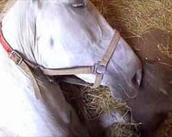 Desperate farmer whispers “Don’t die” in horse’s ear – mare’s response crushes his heart