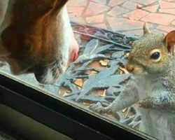 Squirrel knocks on family window every day: 8 years later they realize what she’s trying to show them