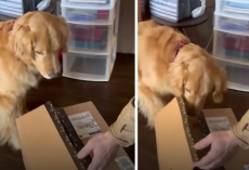 Devastated Golden Retriever Gets A Gift To Help Ease His Pain & Loneliness