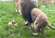Fed-Up Lion Cub Finally Retaliates For His Dad Picking On Him
