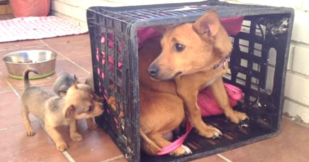 Abused Mama Dog Missed Her Little Babies, Then She Looked Out Of Her Crate