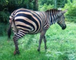 Wild Zebra Visits The Village Donkeys, Gives Birth To A ‘Zonkey’