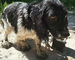 Woman finds shaking dog by the river, looks closer at its throat and realizes the horrific truth