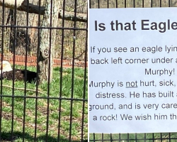 People Spot Bald Eagle On The Ground — And Realize He’s Guarding Something Unexpected