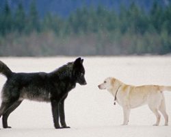 This is what happens when a pet dog makes friends with a wild wolf