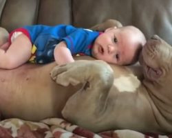 Dad defends pit bulls after being criticized for letting them cuddle with his children