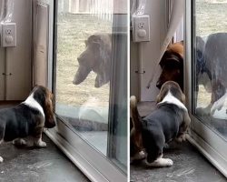 Patient Basset Hound Teaches Puppy How to Use The Pet Door