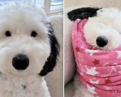 Dog Who Looks Like Snoopy Winning Hearts Across The Globe