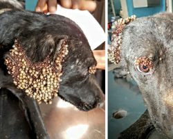 Heroes find dog covered with horrifying bumps, then they figure out what’s wrong