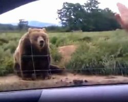 Woman waves to bear from her car – look at his unexpected response 1 second later