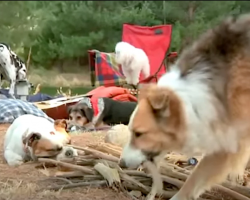 Dog Friends Find That Outdoor Camping Isn’t All It’s Cracked Up To Be