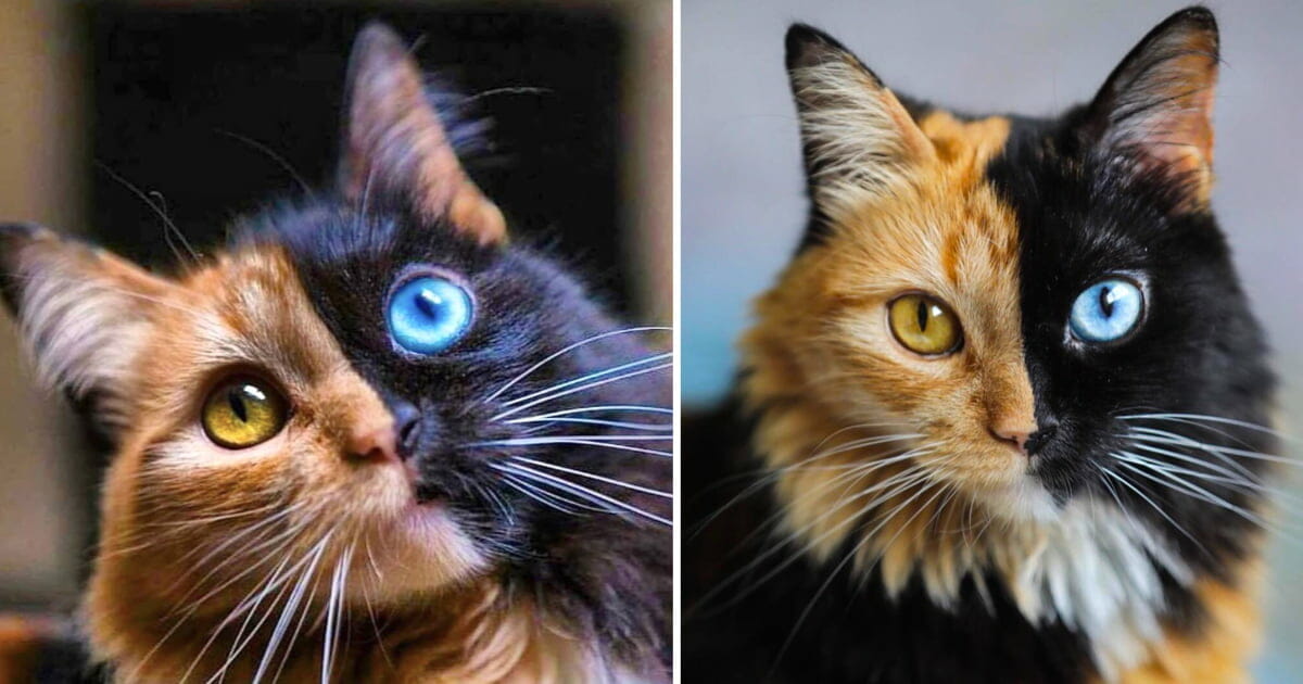 Stunning cat looks like she has two faces and people can’t believe she’s real