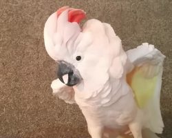 Owner asks cockatoo to go into her cage – now watch her priceless reaction
