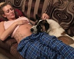 Depressed dog refuses to leave pregnant mom alone – then she realizes she’s trying to save her life