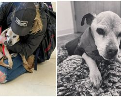 Nugget, dog who reunited with owner after 7 years missing, has died — rest in peace