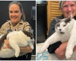 Massive cat weighing over 40 pounds gets adopted from shelter