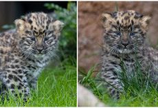 Zoo celebrates birth of rare, critically endangered Amur leopard twins: ‘a glimmer of hope’