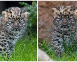 Zoo celebrates birth of rare, critically endangered Amur leopard twins: ‘a glimmer of hope’