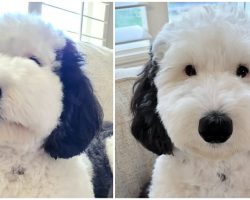 Snoopy in real life: dog named Bayley is the cartoon dog’s identical twin