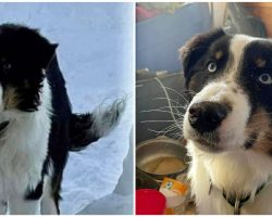 Lost dog returns home after surviving 150-mile trek across Alaska sea ice