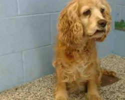 Old Dog Whimpers At Shelter As Owner Walks Out With Their Younger Dog And Leaves Her Behind