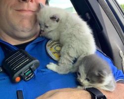 Police officers save kittens trapped under car, get thanked with cuddles